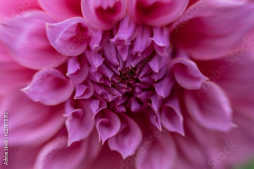 closeup of pink dahlia.