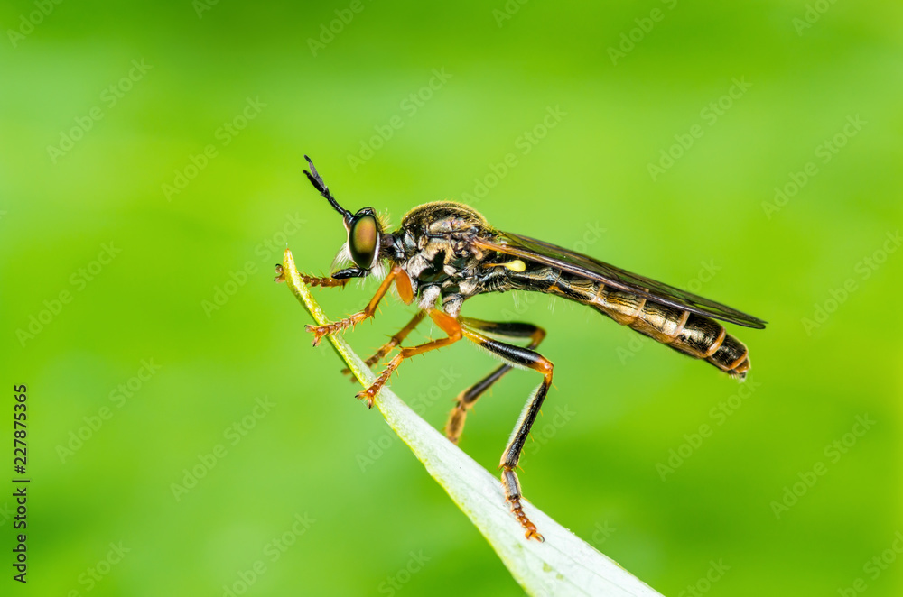 Exotic Assassin or Robber Fly Asilidae Diptera Insect on Green Grass Exotic Assassin or Robber Fly Asilidae Diptera Insect on Green Grass