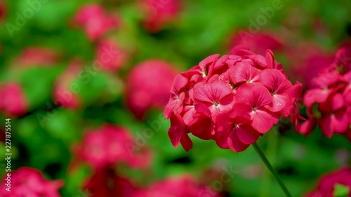 red flower in the garden