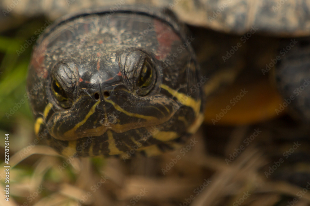 Naklejka premium Painted Turtle's Face
