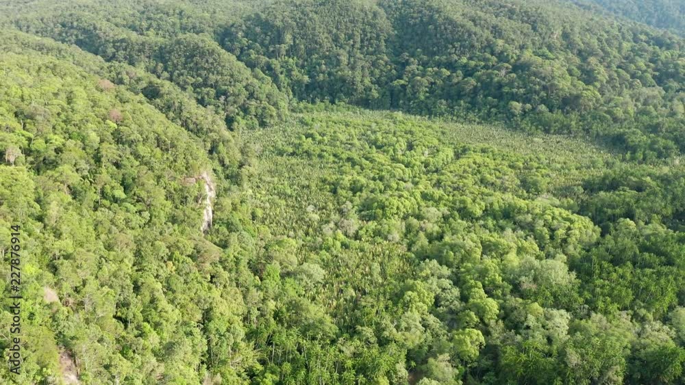 Aerial drone view of lush, dense tropical rainforest and mangrove forest in Sarawak, Borneo Aerial drone view of lush, dense tropical rainforest and mangrove forest in Sarawak, Borneo