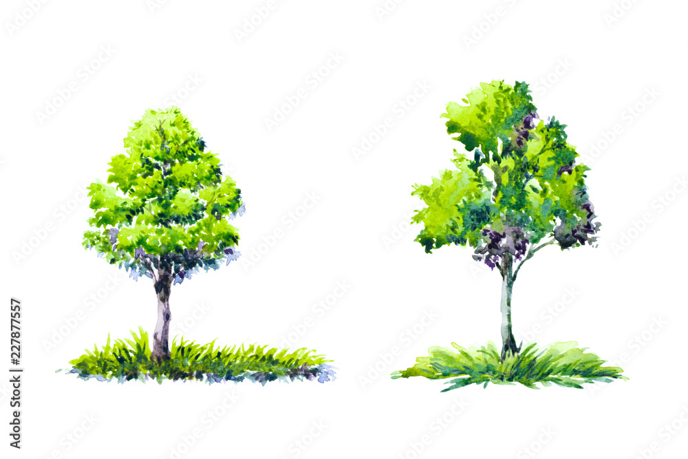 Obraz premium watercolor painting trees on white paper isolated background.