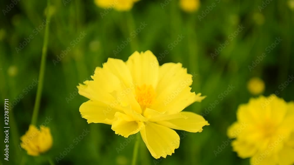 Yellow flowers field Yellow flowers field