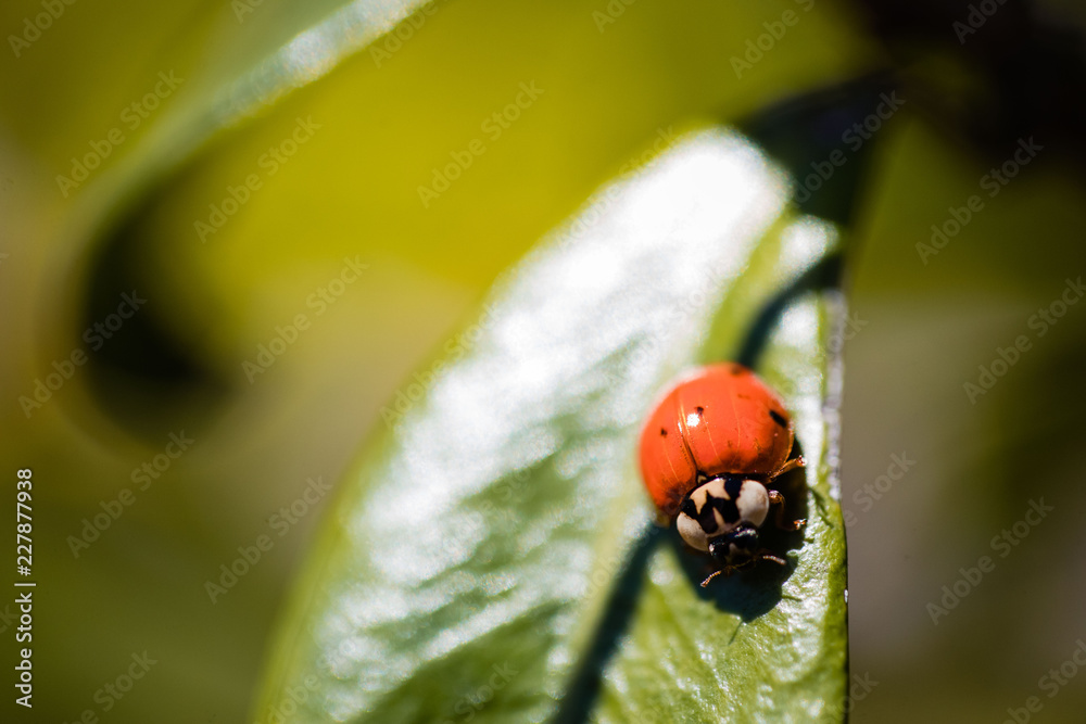Obraz premium macro photography insects