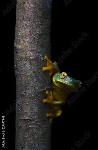 Cape York Graceful Treefrog (Litoria bella) on tree trunk
