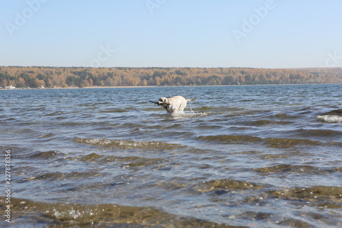 Labrador in the sea