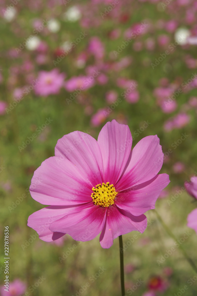 Closeup of Pink Cosmos bipinnatus Flowers with Blurred Landscape Background