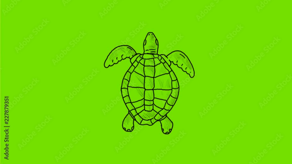 2d Animation motion graphics showing a drawing of a sea turtle swimming viewed from top  on green screen with alpha matte in HD 720p high definition.