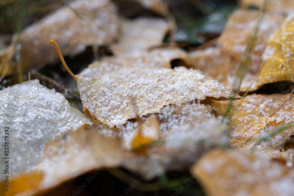 Yellow leaves covered with first frost. Yellow leaves covered with first frost.
