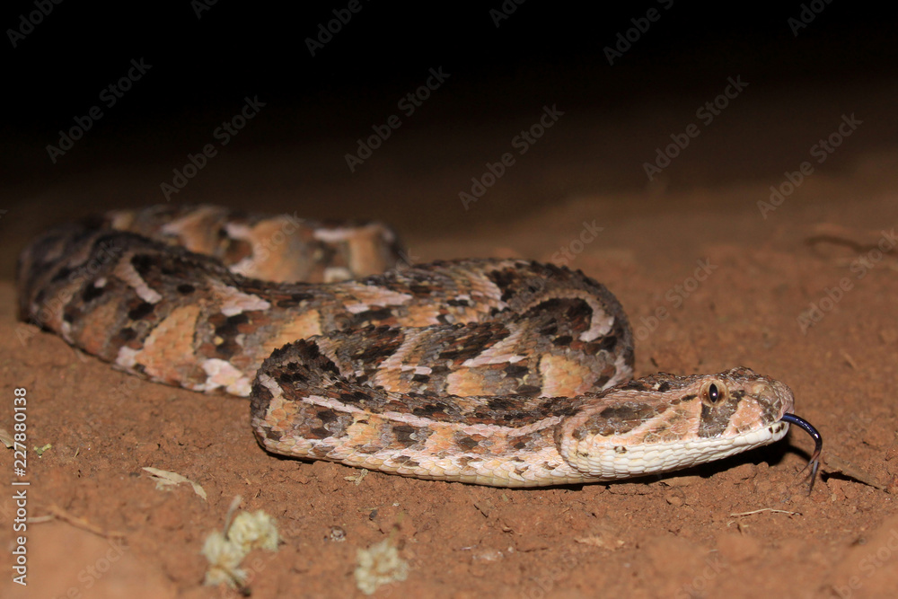 Obraz premium Puff Adder