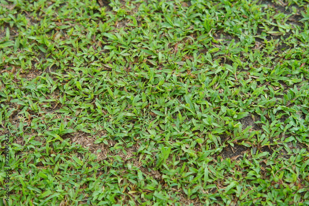 Natural asian green grass closeup  in the morning