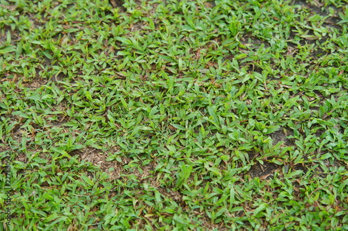 Natural asian green grass closeup in the morning