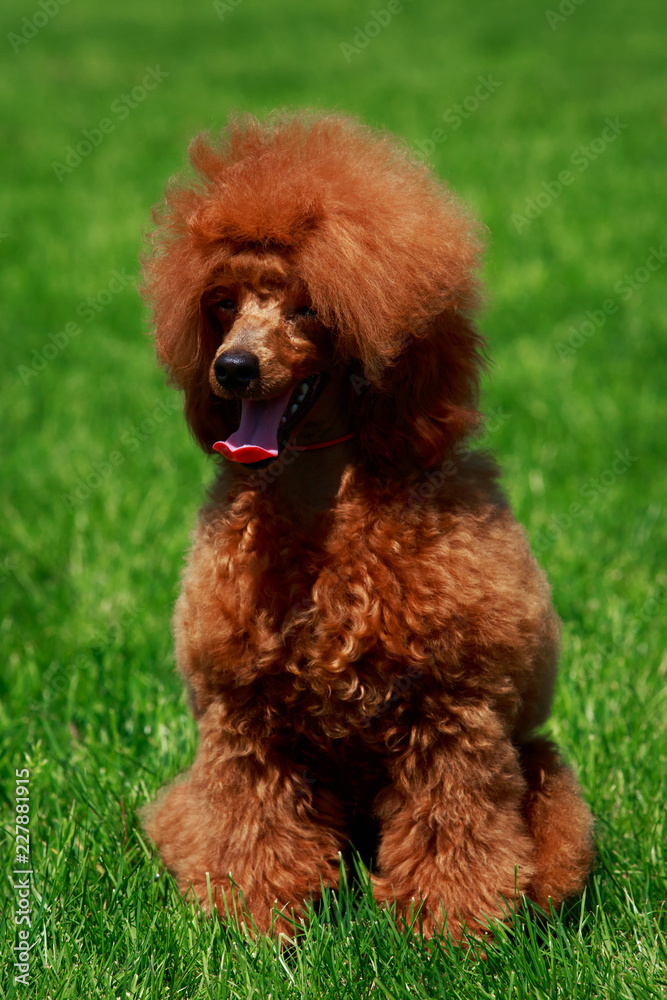 Fototapeta premium Dog breed small miniature Poodle
