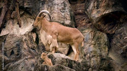 mountain goat on rock