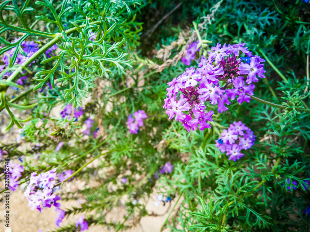 Fototapeta premium blue flowers in the garden