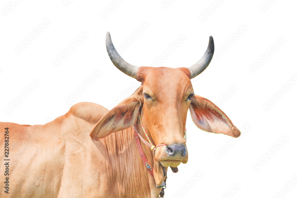 Close up red bull or bos javanicus isolated on white background with clipping path Close up red bull or bos javanicus isolated on white background with clipping path