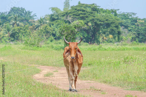 Red bull or bos javanicus standing in meadow  natural animal background