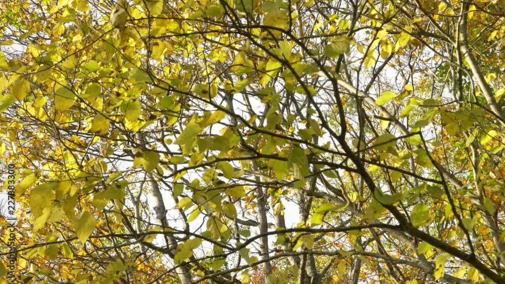 autumn in the forest autumn in the forest