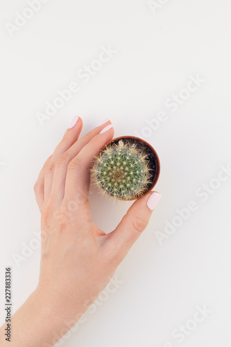 Woman hand holding small cactus