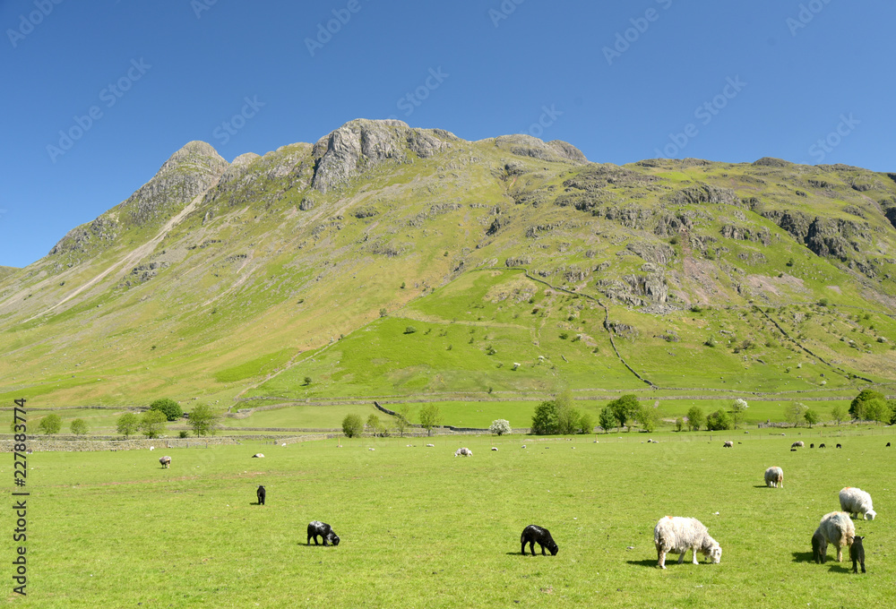 Obraz premium Langdale Pikes above Great Langdale, Lake District