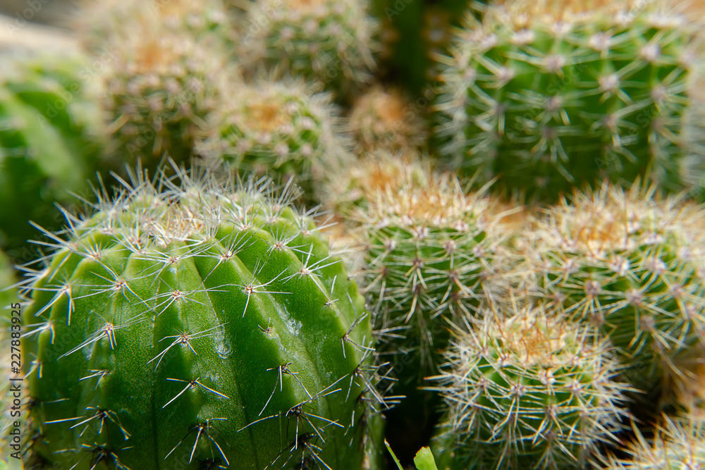 Close up of cactus Close up of cactus