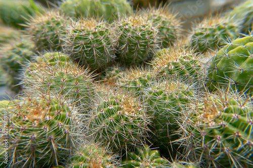 Close up of cactus