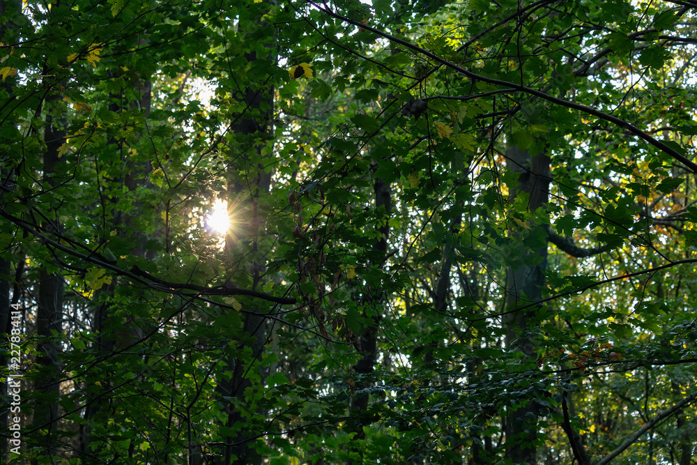 Fototapeta premium Detail of nice green leaf forest with sun, Czech landscape