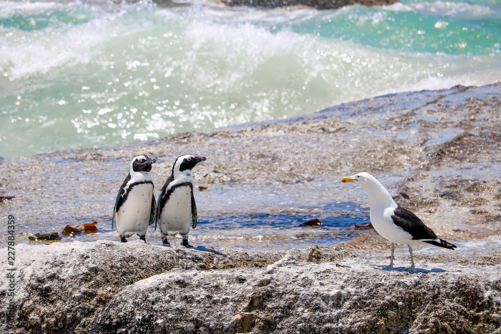 Obraz premium ペンギン