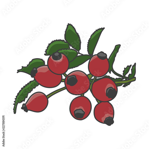 Rose hip. Hand drawn illustration vector.