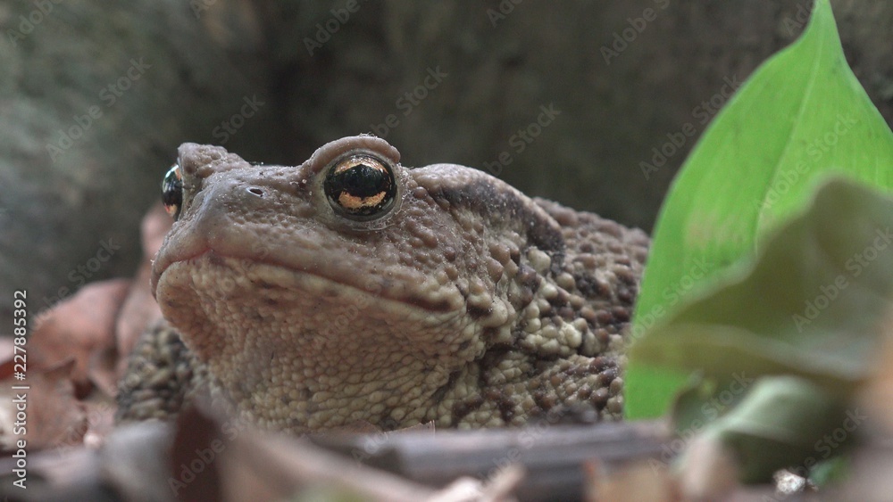 Fototapeta premium Frog in Forest Closeup, Toad Sunbathing in Leaves, Animals Macro View in Wood