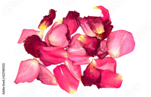 Faded withered red rose petals isolated on white background close up