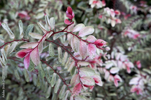 Breynia podocarpa: colorful leaves