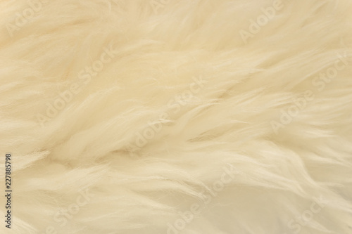 Fototapeta Naklejka Na Ścianę i Meble -  White animal wool texture background, beige natural sheep wool, close-up texture of  plush fluffy fur