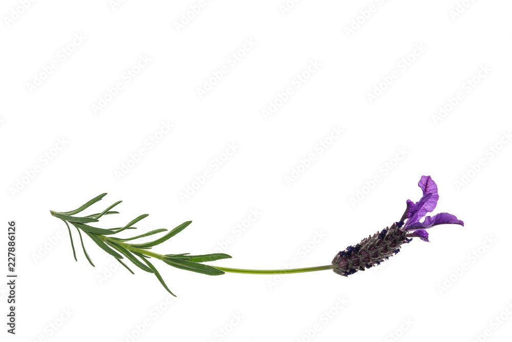 Naklejka premium isolated garden lavender flower on white background with copy space