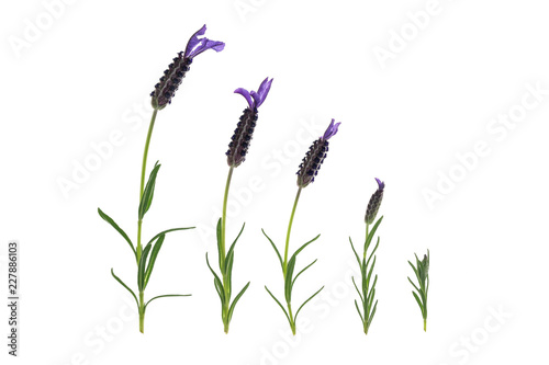 Fototapeta Naklejka Na Ścianę i Meble -  collection of lavender flowers in bloom on white background 