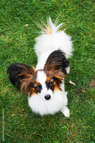 papillon dog in the green grass