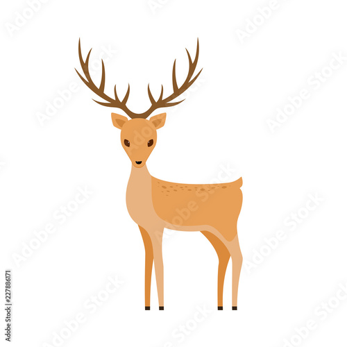 Cute Deer