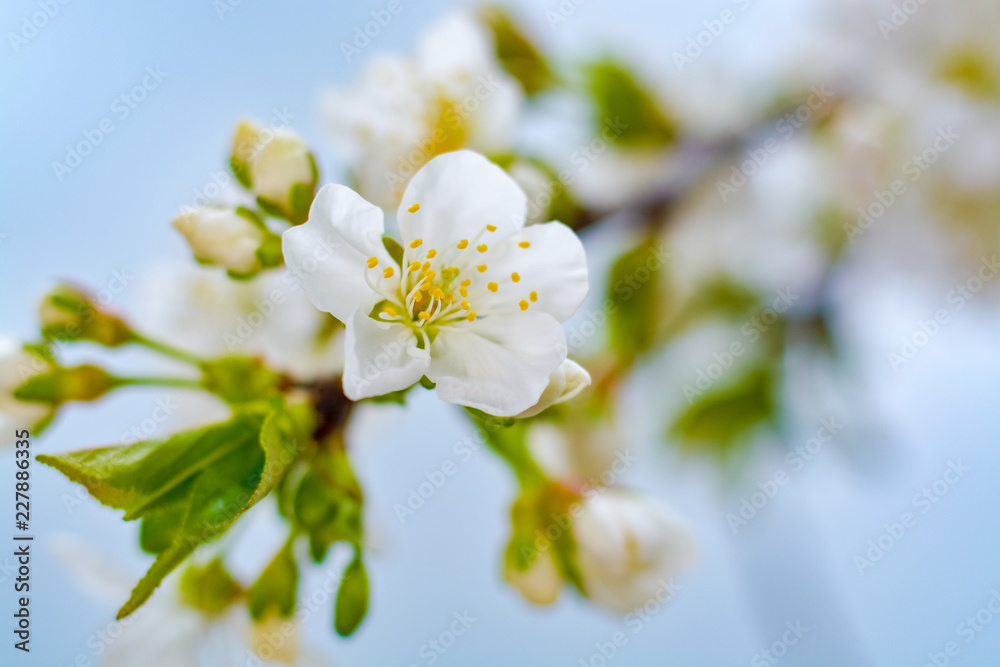 Spring blossom of cherry tree close up Spring blossom of cherry tree close up