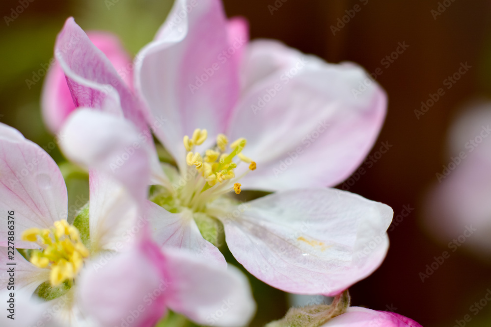 Fototapeta Wiosenny kwiat jabłoni z bliska