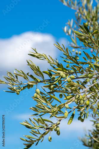 Green olives riping on olive tree close up