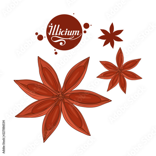 hand drawn star anise, spicy ingredient, star anise logo, healthy organic food, spice star anise isolated on white background, culinary herb, label, food, natural health food, vector graphic to design
