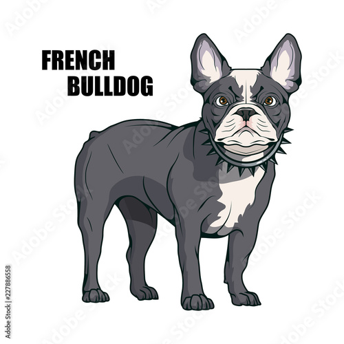 french bulldog, pet logo, dog french bulldog, colored pets for design, french bulldog puppy, colour illustration suitable as logo or team mascot, dog illustration, vector graphics to design