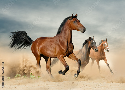 Herd of wild beautiful horses