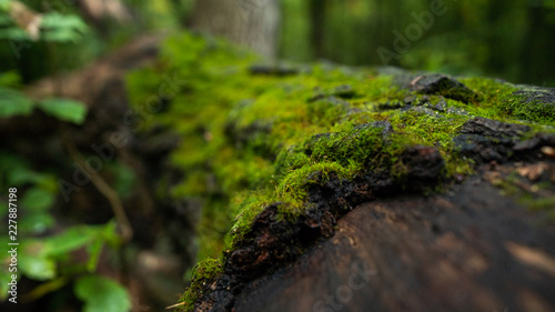 Close Up of Wet Moss Growing on overgrown dead Tree Bark Texture on a Foggy Fall Autumn Day