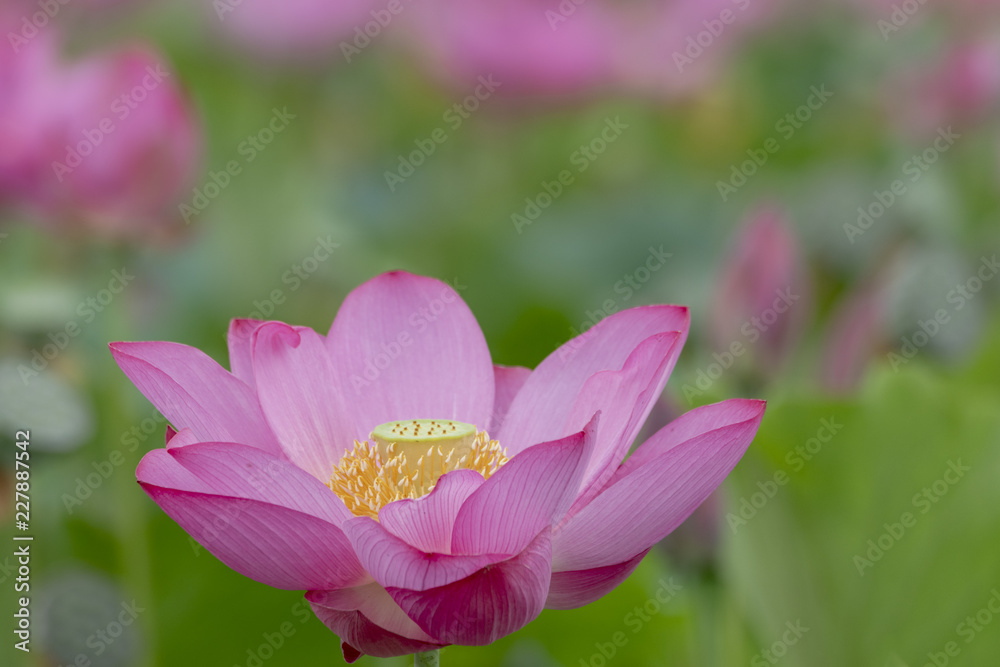 ハスの花 ハスの花