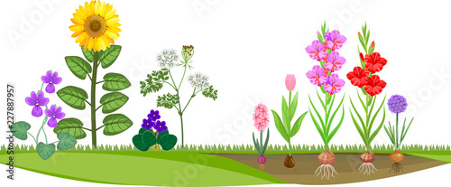 Flower garden with different flowering plants