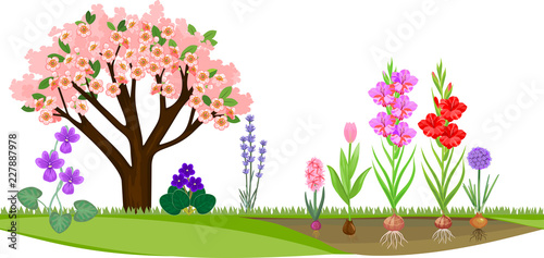 Garden with flowering tree and different blooming plants