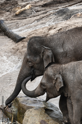 Photography Elephants in zoo, mom and calf eating. two Asian elephant.