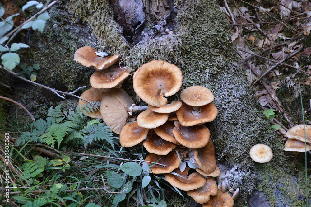 Fototapeta premium Suental im Harz, Sachsen - Anhalt