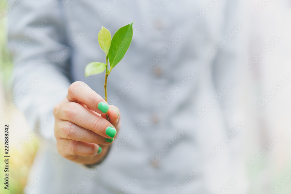 green leaves stick holding by woman with green nail polished, green at heart concept green leaves stick holding by woman with green nail polished, green at heart concept